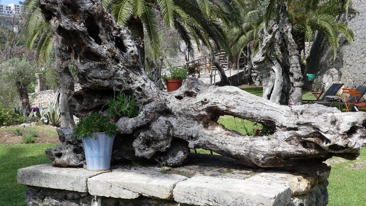 Gartenanlage Hotel Es Port