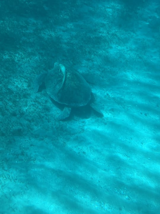 Sonstiges Steigenberger Coraya Beach - Adults only