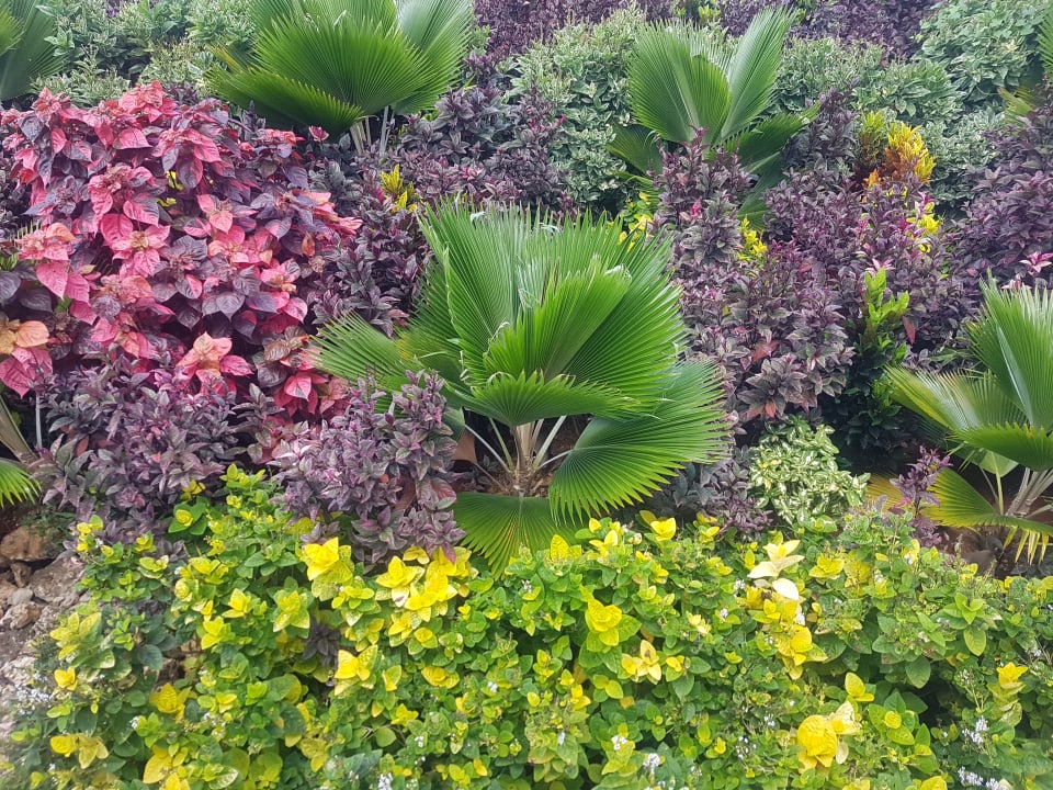 Gartenanlage Hotel Riu Jambo