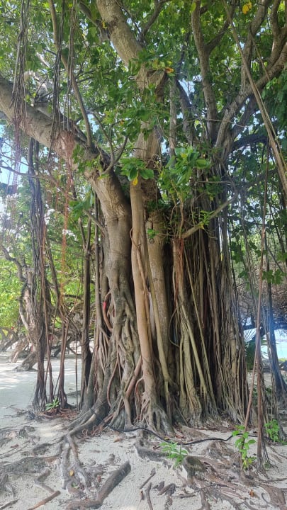 Gartenanlage Adaaran Select Hudhuran Fushi - Premium All Inclusive