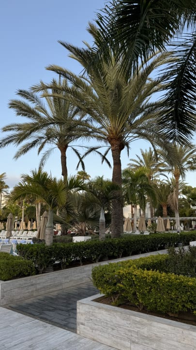 Gartenanlage Hotel Riu Palace Meloneras