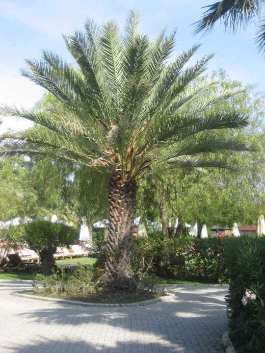 Gartenanlage TUI MAGIC LIFE Sarigerme