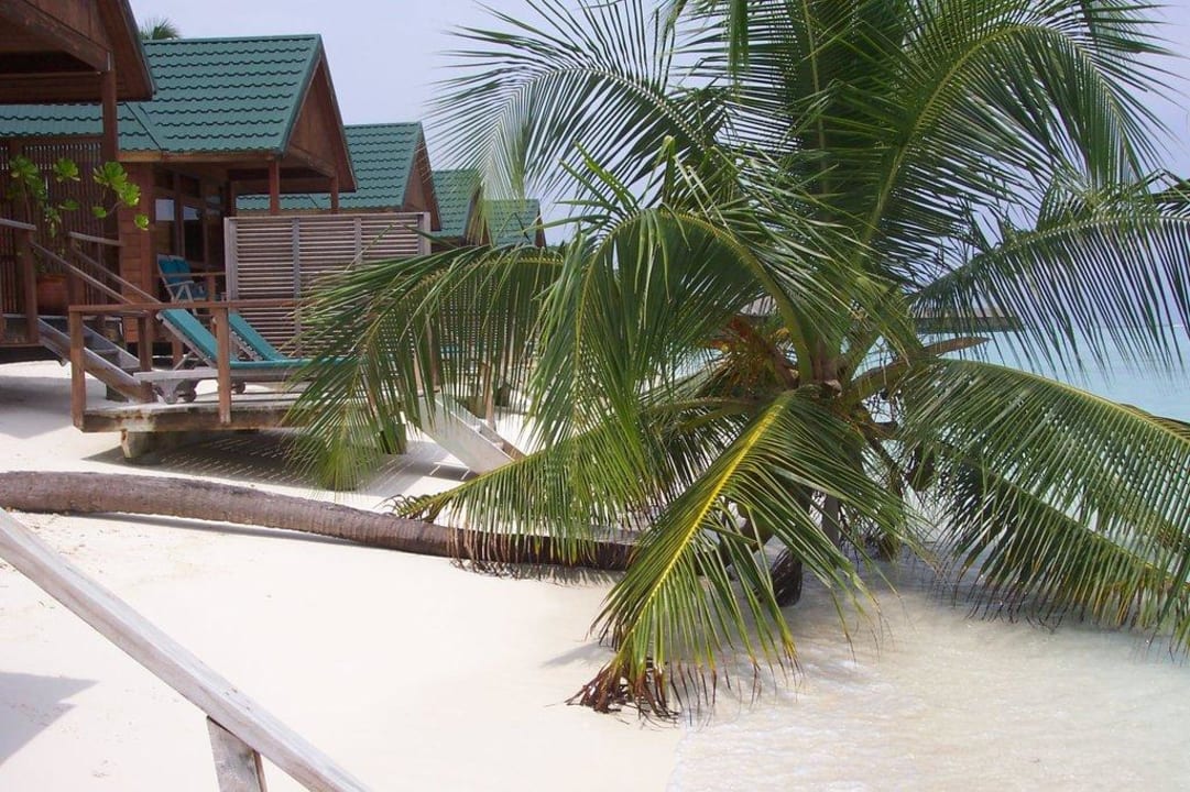 "Bacardi"-Palme auf der Nordseite Meeru Maldives Resort Island