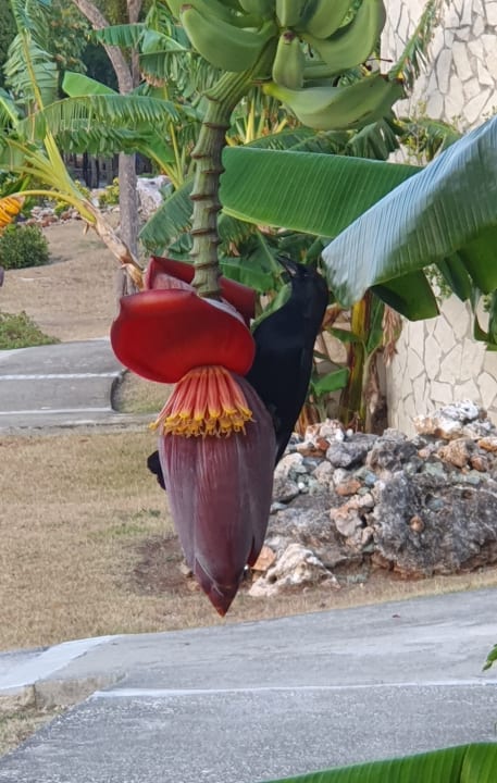 Sonstiges Paradisus Rio de Oro Resort & Spa - Adults only