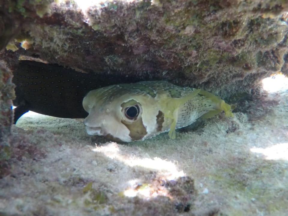 Sonstiges Vilamendhoo Island Resort & Spa