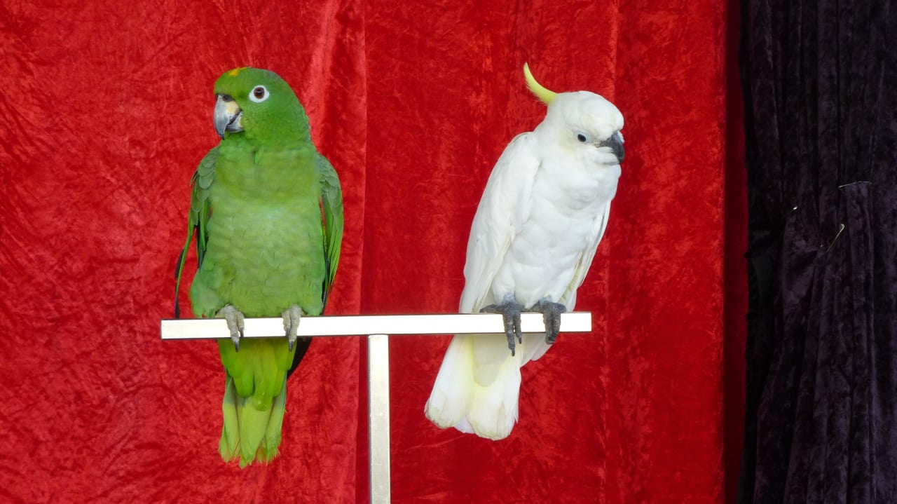 Papageienshow Barceló Portinatx - Adults only