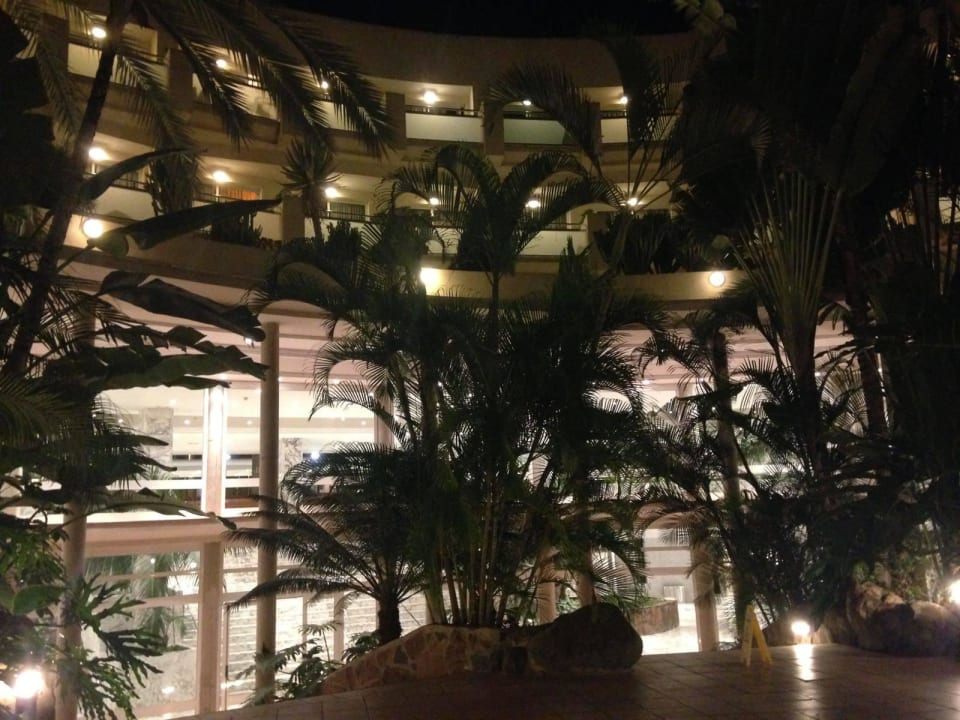 Bei Nacht Tabaiba Princess