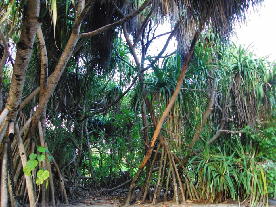 Wie im Urwald Kuredu Island Resort & Spa