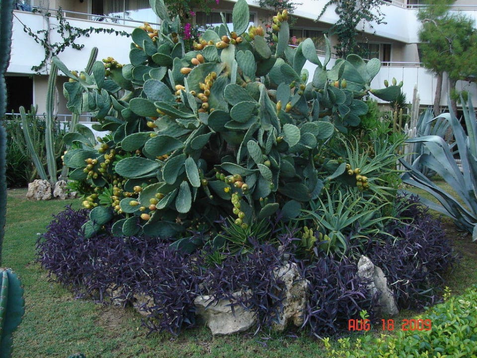 Kaktusfeige Rixos Premium Tekirova