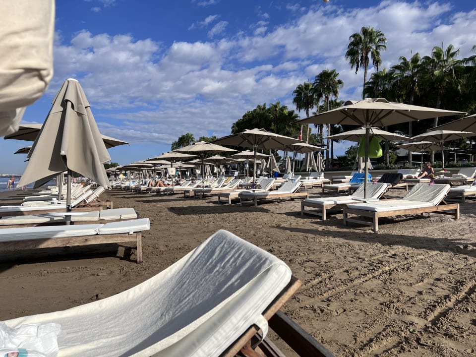 Strand Acanthus Cennet Barut Collection