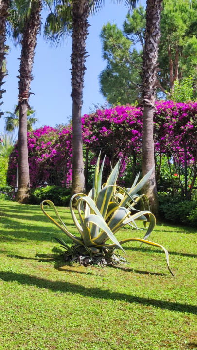 Gartenanlage Miramare Queen Hotel