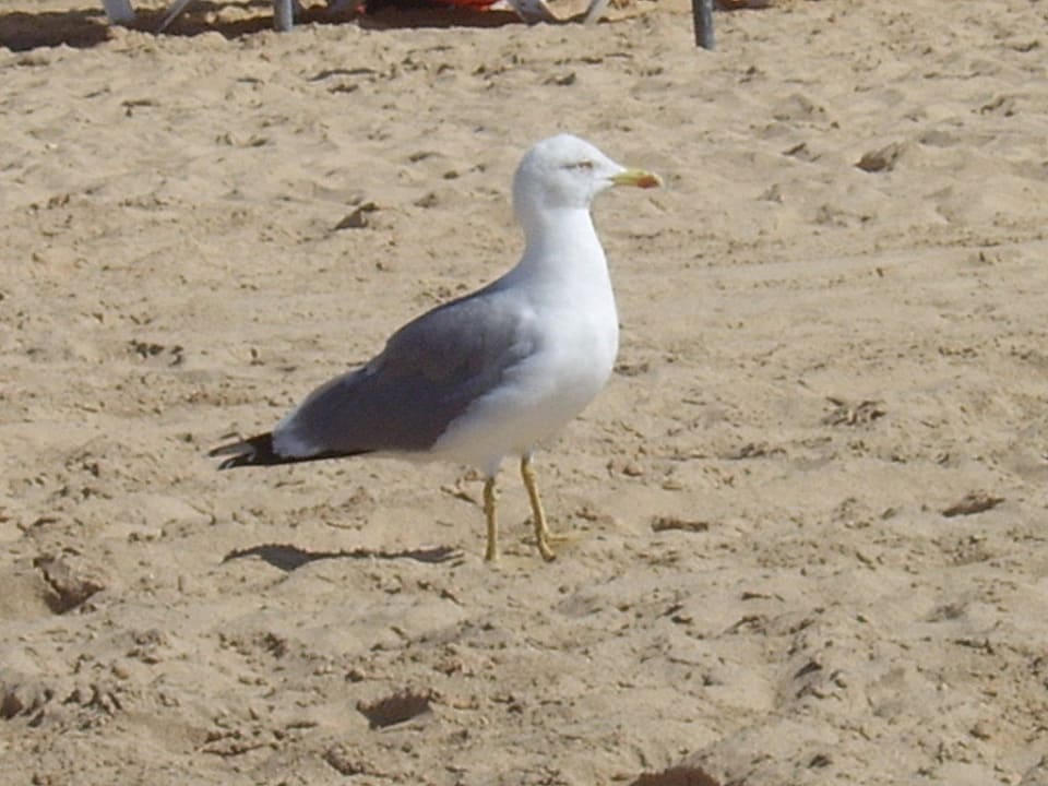 Martin Möwe Servatur Alameda de Jandía