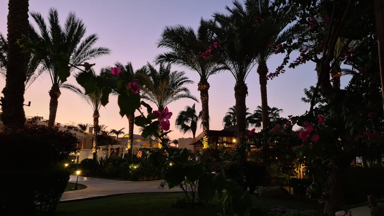 Gartenanlage Steigenberger Coraya Beach - Adults only