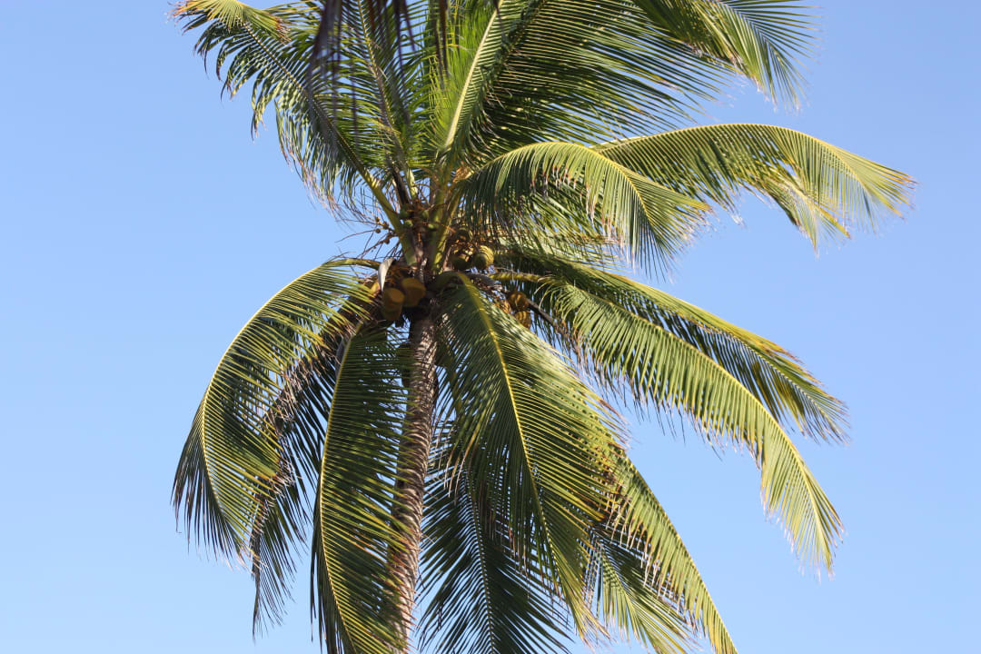 Palme Punta Cana Princess All Suites Resort & Spa