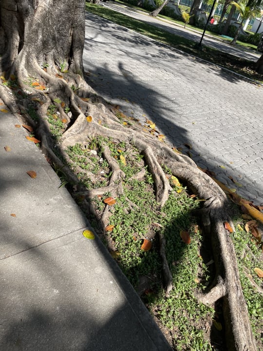 Sonstiges Hotel Riu Tequila