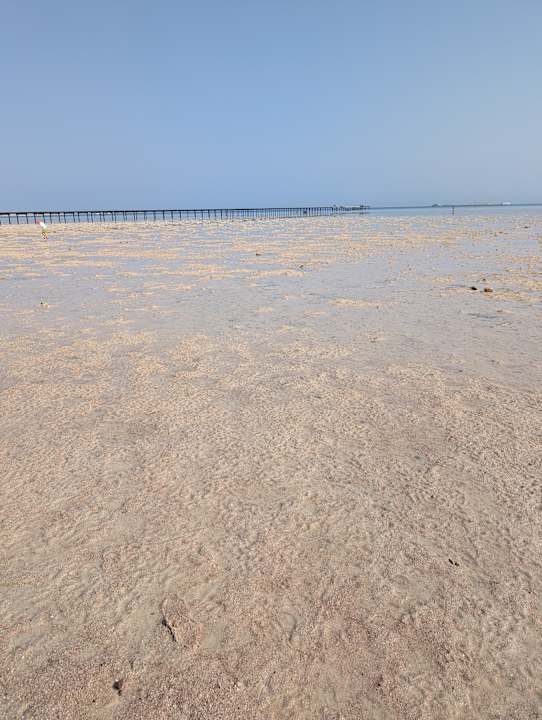 Strand JAZ Elite Asteria