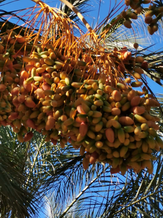 Gartenanlage Royal Wings Hotel