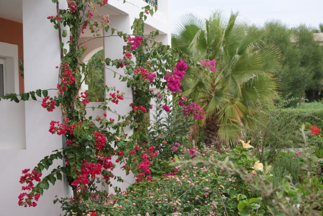 Blumen Porto Bello Royal