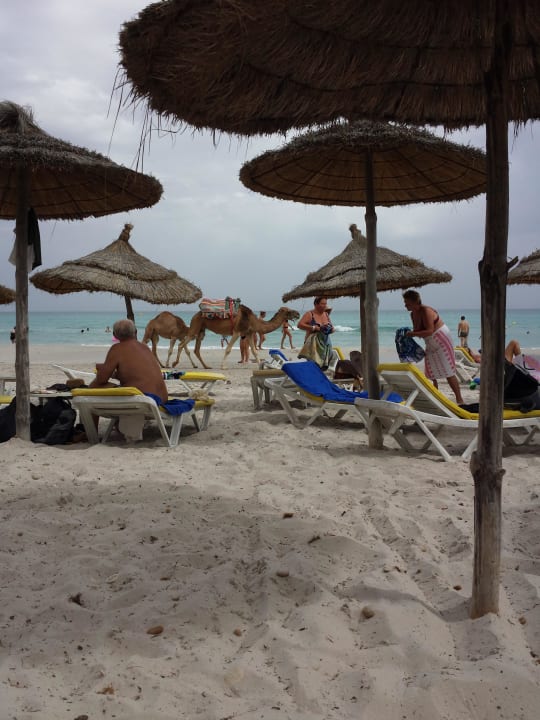 Strand mit Babykamel  Hotel Thalassa Mahdia