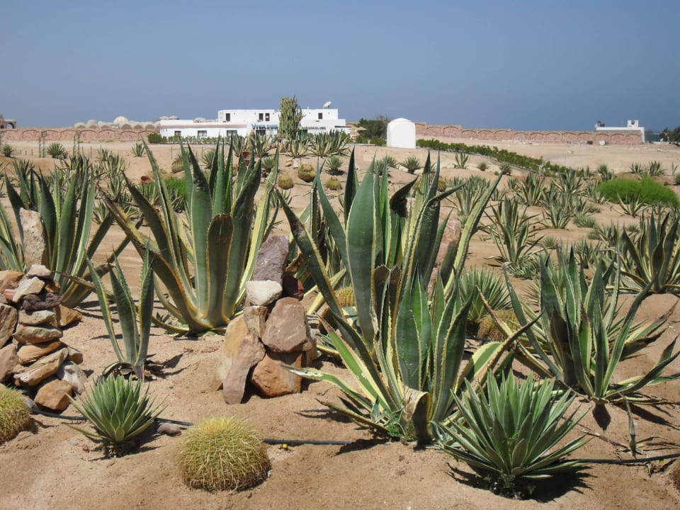 Kakteengarten  Fantazia Resort Marsa Alam