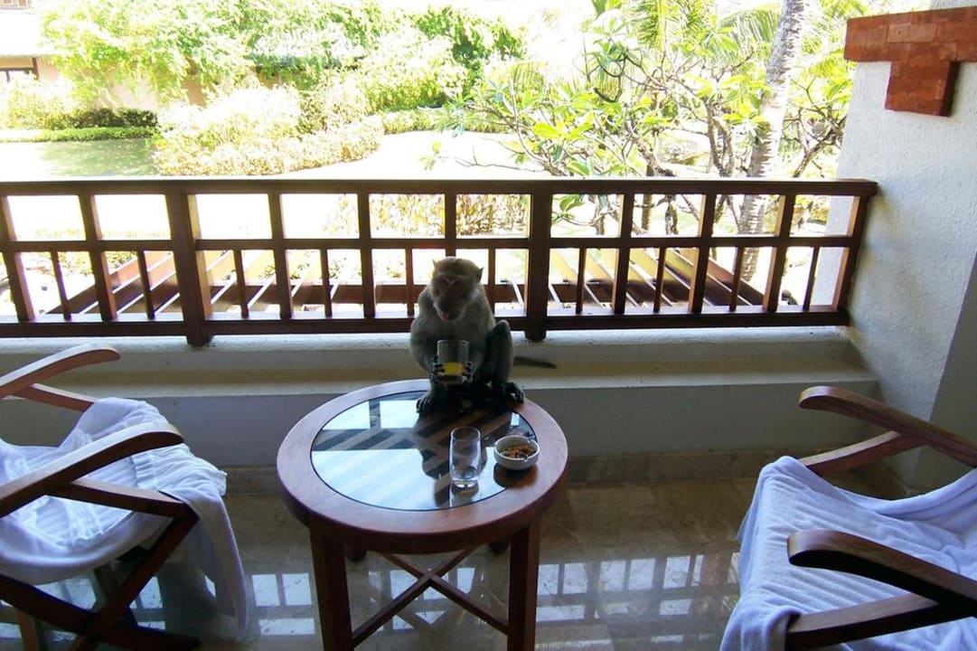 Affenbesuch - zu O-Saft trinken Grand Hyatt Bali