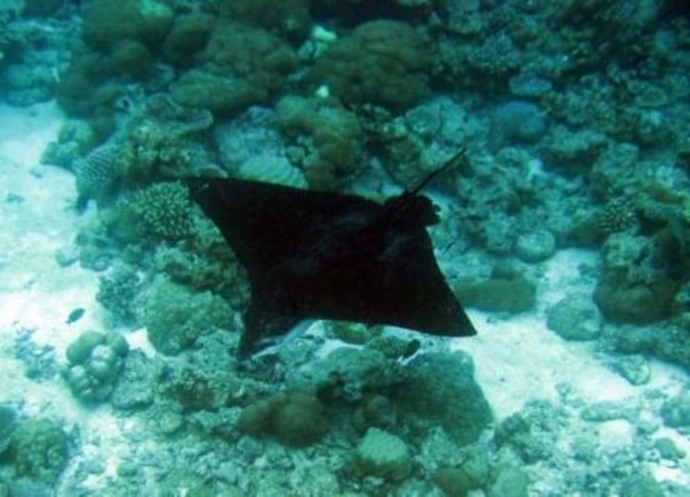 Am Riff Sun Siyam Iru Fushi