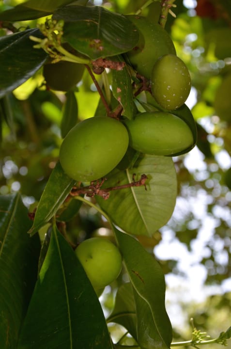 Malediven 3/2015 Adaaran Select Meedhupparu Island Resort - Premium All Inclusive