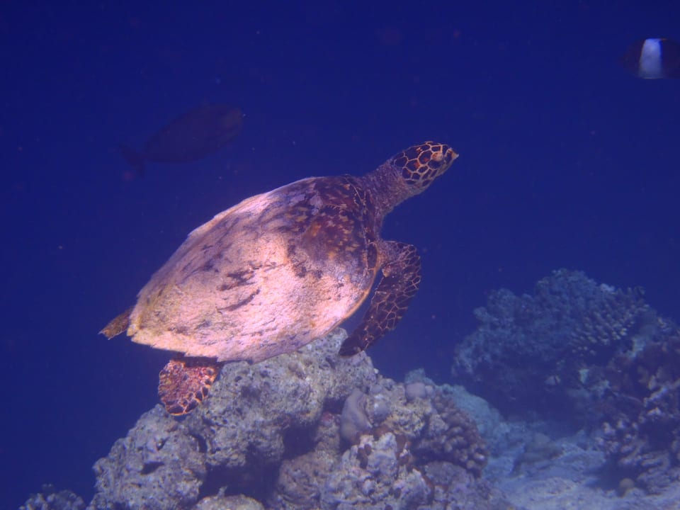 Turtle NH Collection Maldives Reethi Resort