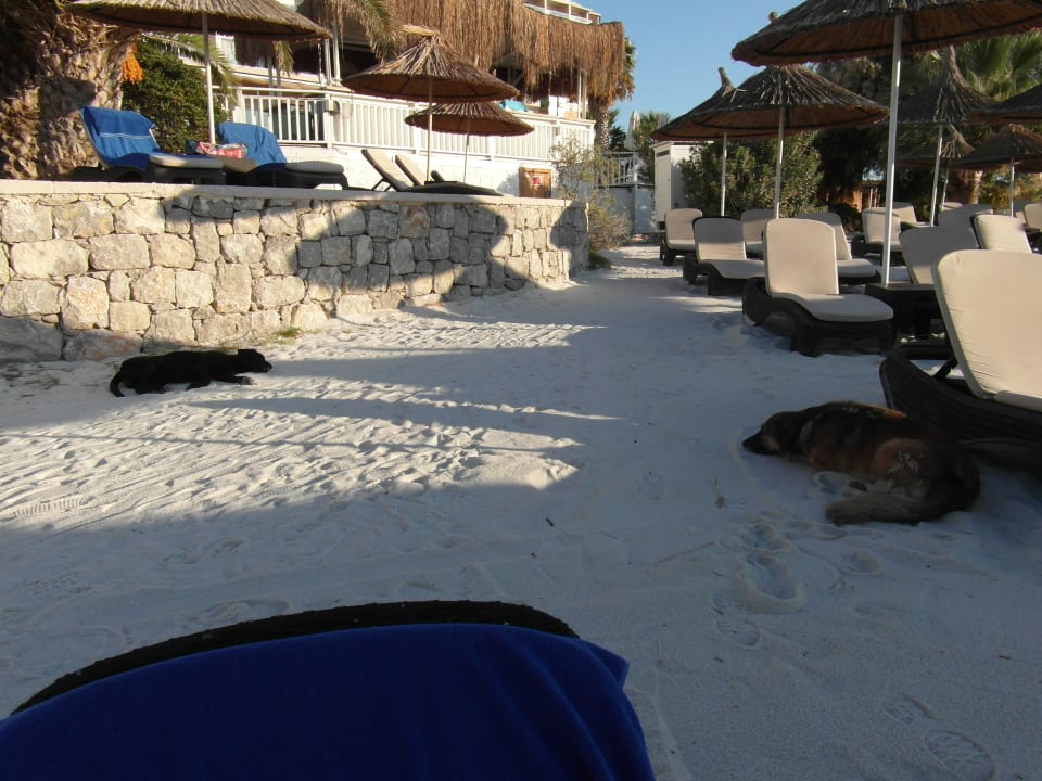 Strand Design Plus Seya Beach Hotel