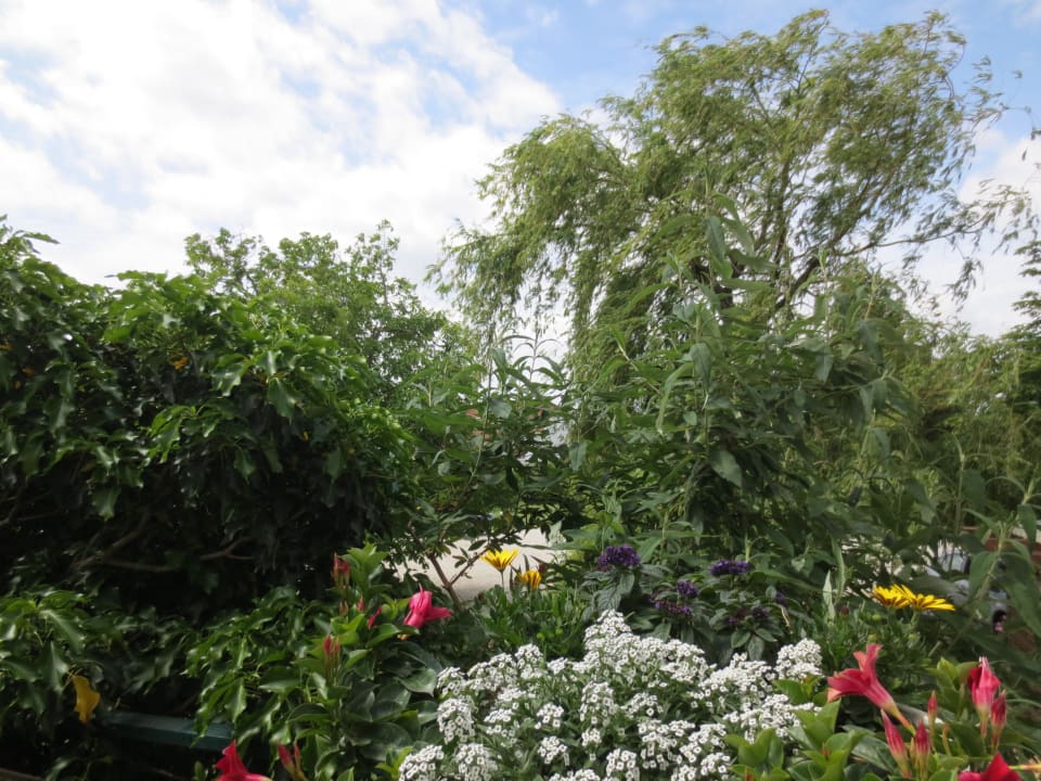 Blütenmeer an der Terrasse Weingut & Landhaus Willi Opitz