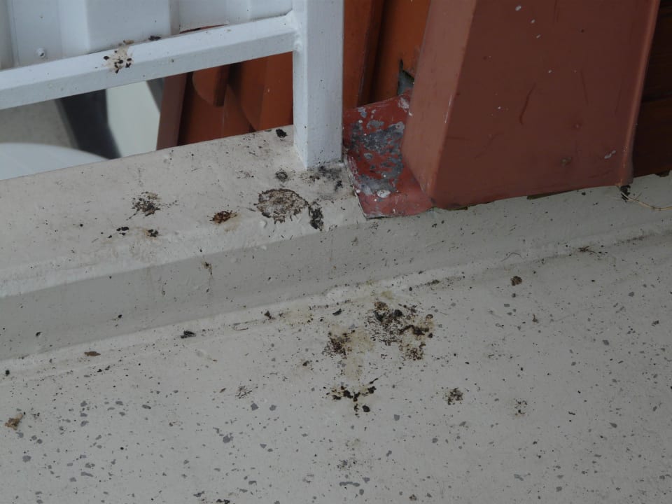 Balkon - Den Vögeln geht's gut Upstalsboom Hotel am Strand