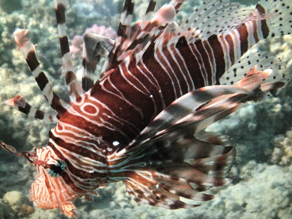 Strand Brayka Bay Resort