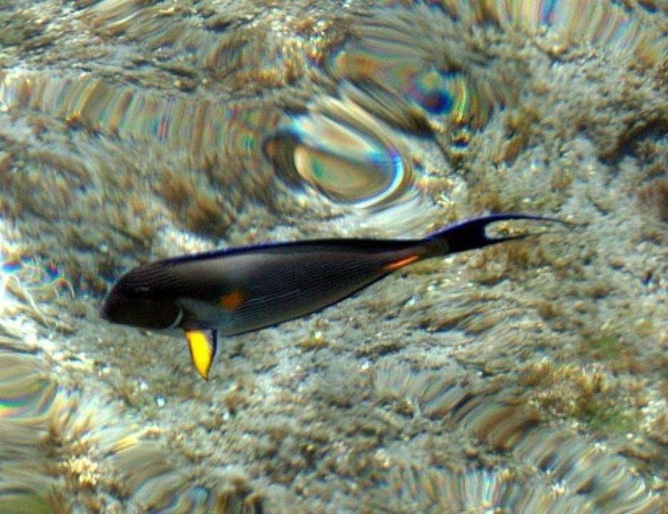 Рыбка с причала Shams Alam Beach Resort