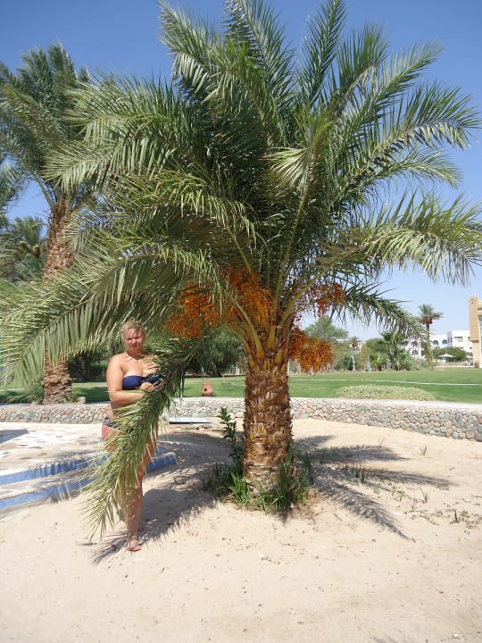 Финики!!!!! Imperial Shams Abu Soma