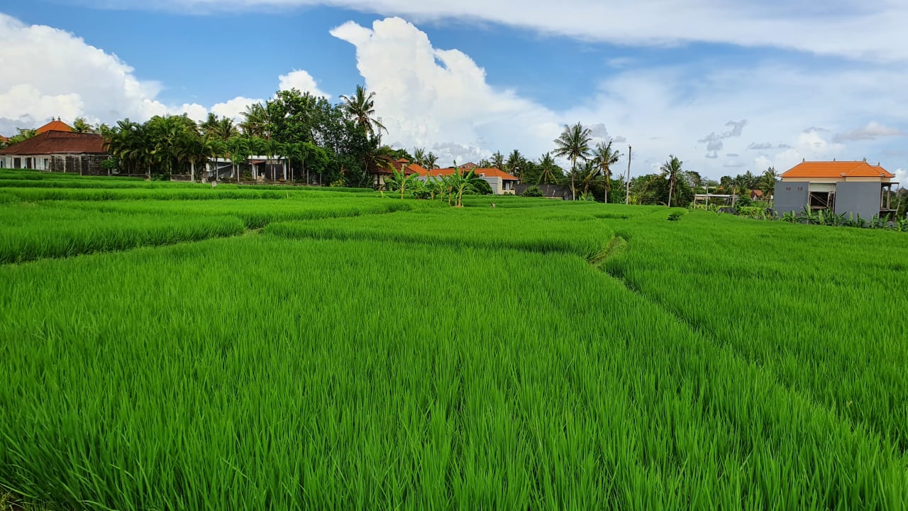 Ausblick OYO 963 D'jineng Rice Terrace Bungalow