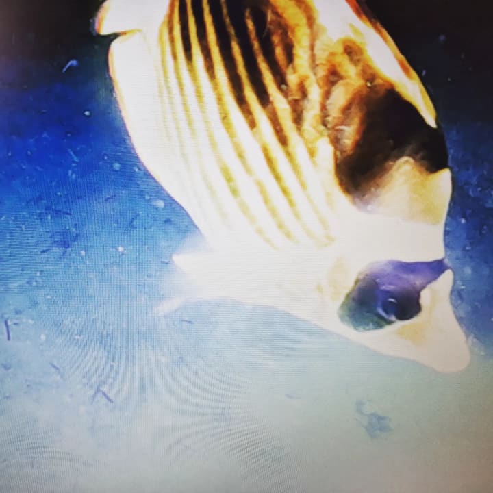 Sport & Freizeit Utopia Beach Club