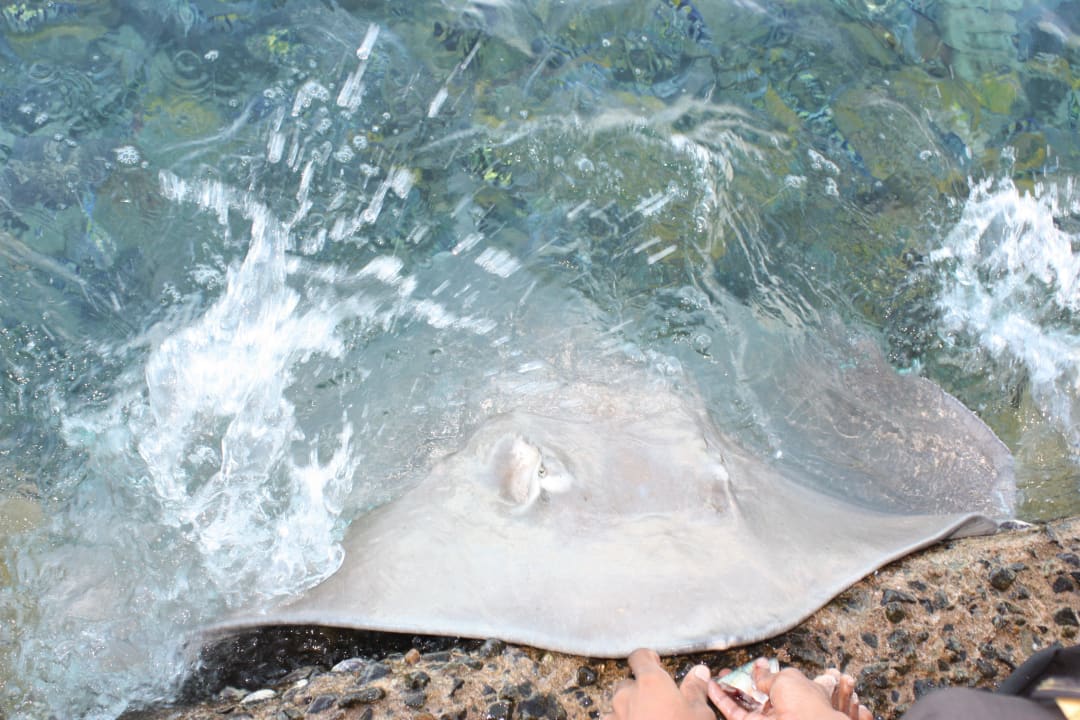 Rochen zu streicheln Summer Island Maldives