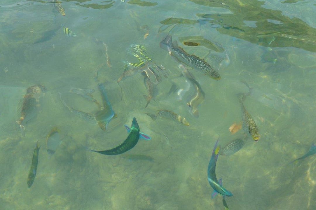 Glasklares Wasser / Top zum Fische füttern Cape Panwa Hotel