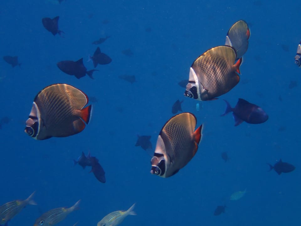 Sonstiges NH Collection Maldives Reethi Resort