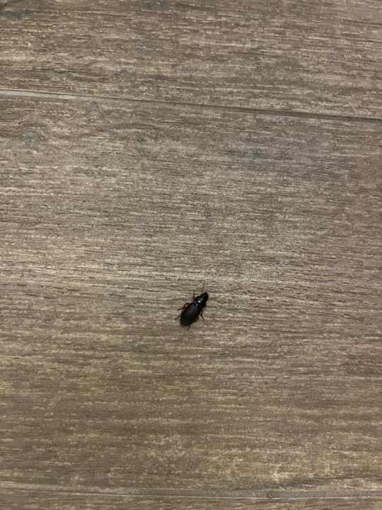 Zimmer Isabella Island Resort Valamar Collection