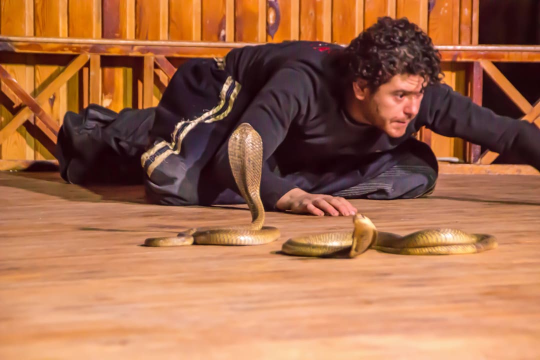 Cobrashow Beach Albatros Resort