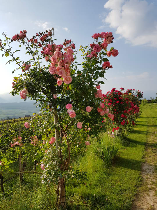 Gartenanlage Residence & Garden Hotel DAS MATSCHER