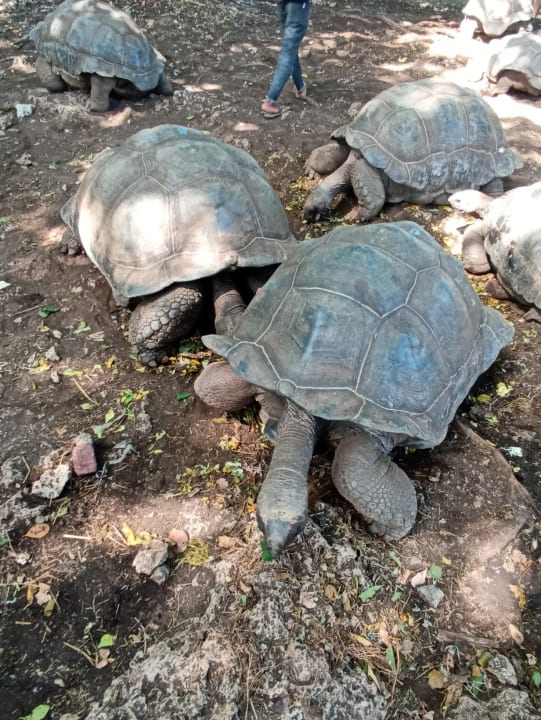 Sonstiges Ocean Paradise Resort & Spa