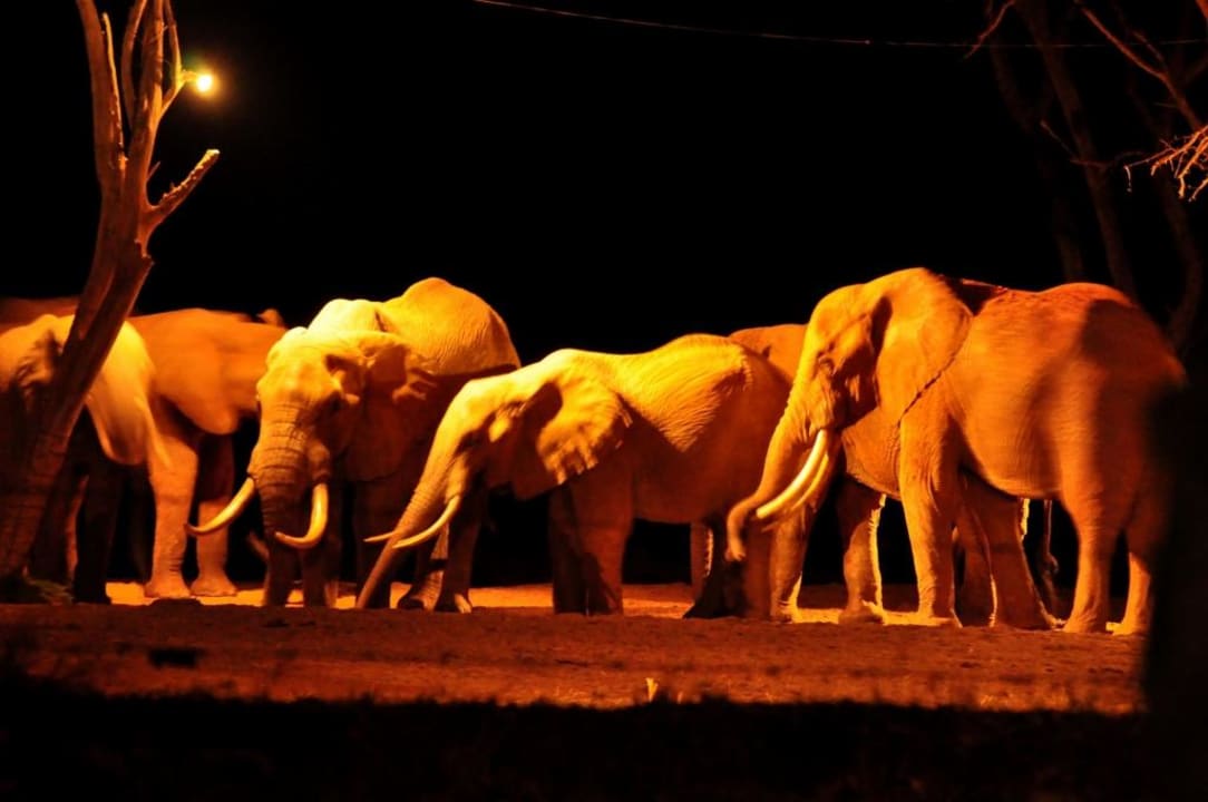 Nachtaufnahme Elefanten Sentrim Tsavo Lodge