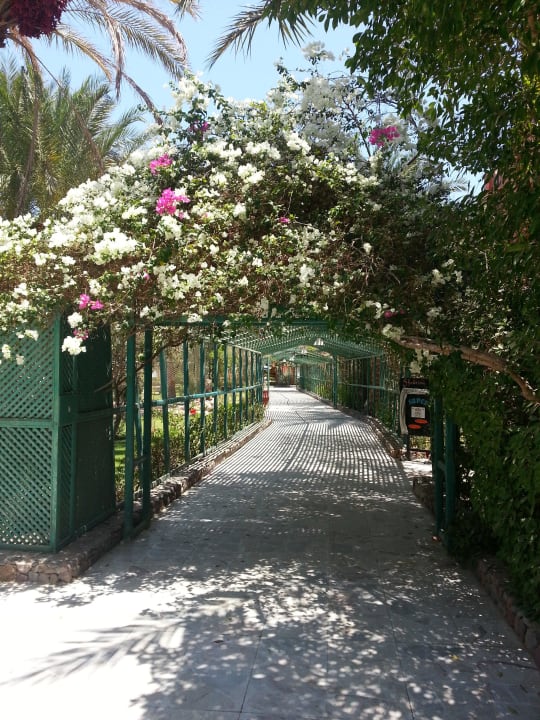 Garten Arabia Azur Resort