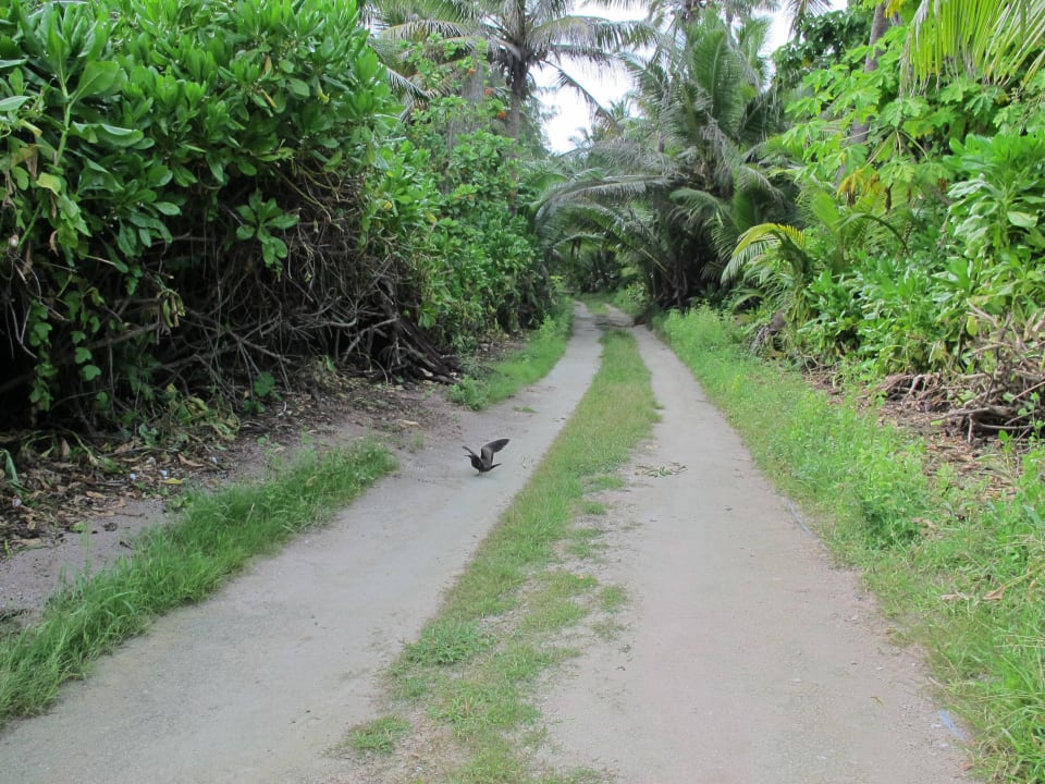 Garden Bird Island Seychelles - Private Island Villas