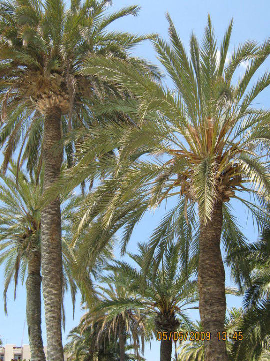 Bungalowanlage HL Miraflor Suites Hotel