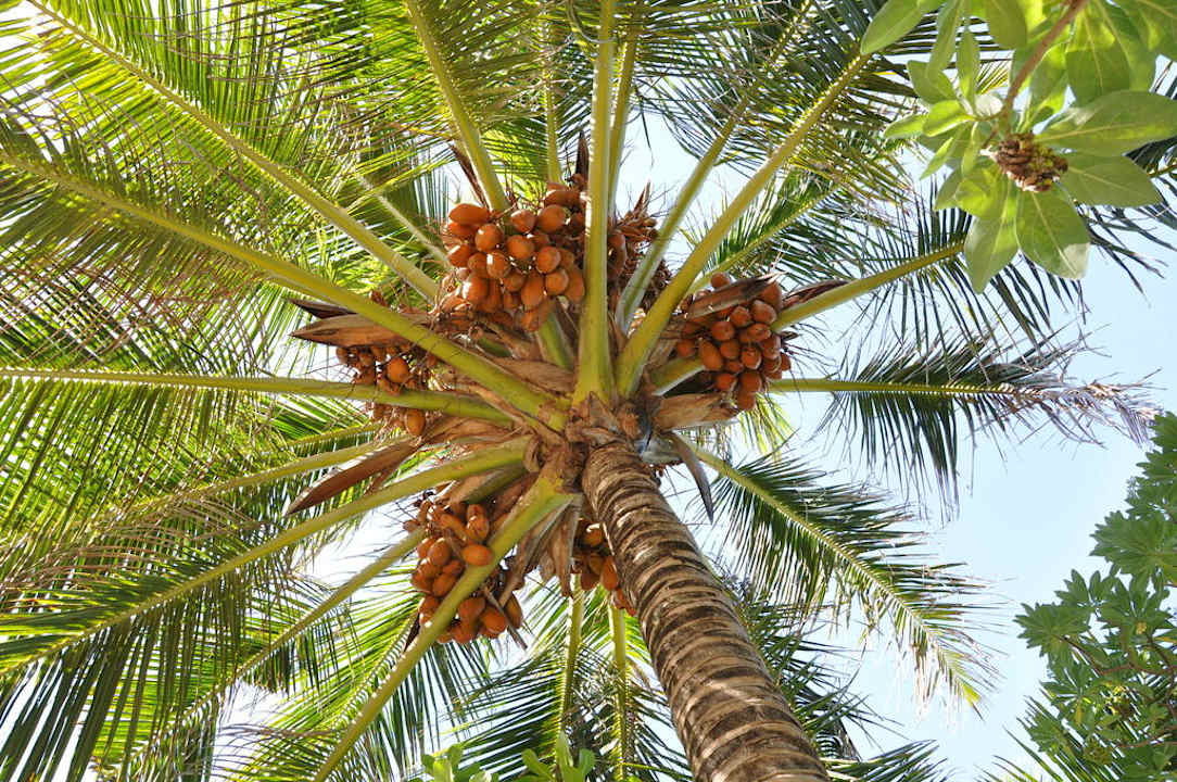 Summer Island Village Summer Island Maldives