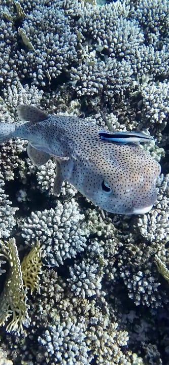 Strand Malikia Resort Abu Dabbab