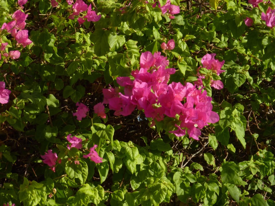 Viele Blüten die duften The Grand Hotel Hurghada